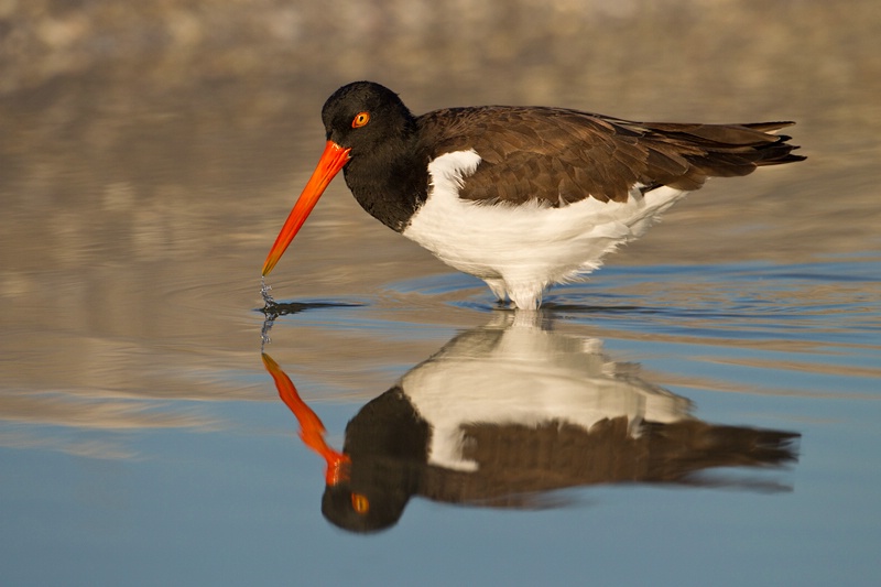 American Oystercatcher