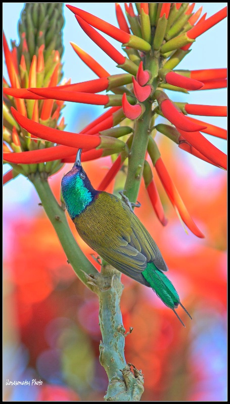 Sunbird in the red
