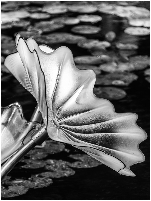 Chihuly's Water Lily