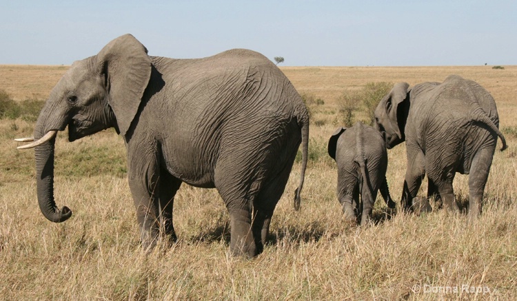 elephant trio