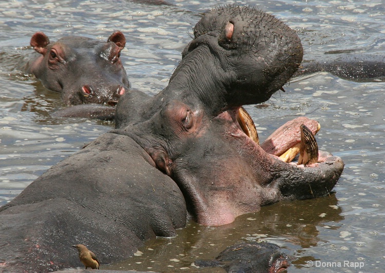 hippo laugh