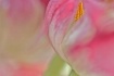 ~ Take a peek at ...