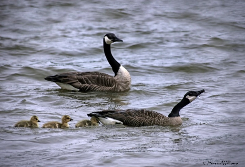 A Family Outing