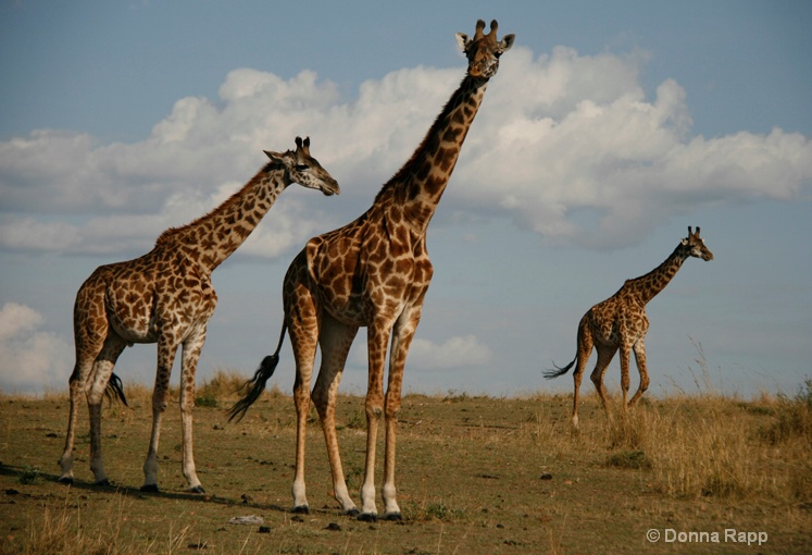 giraffe threesome