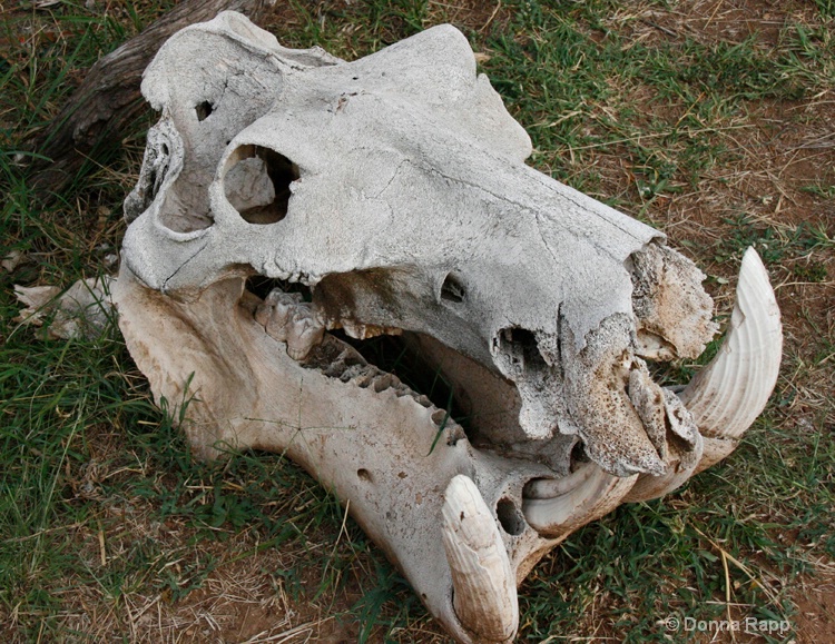 hippo skull
