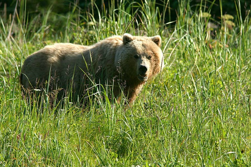 Adult Female Brown Bear