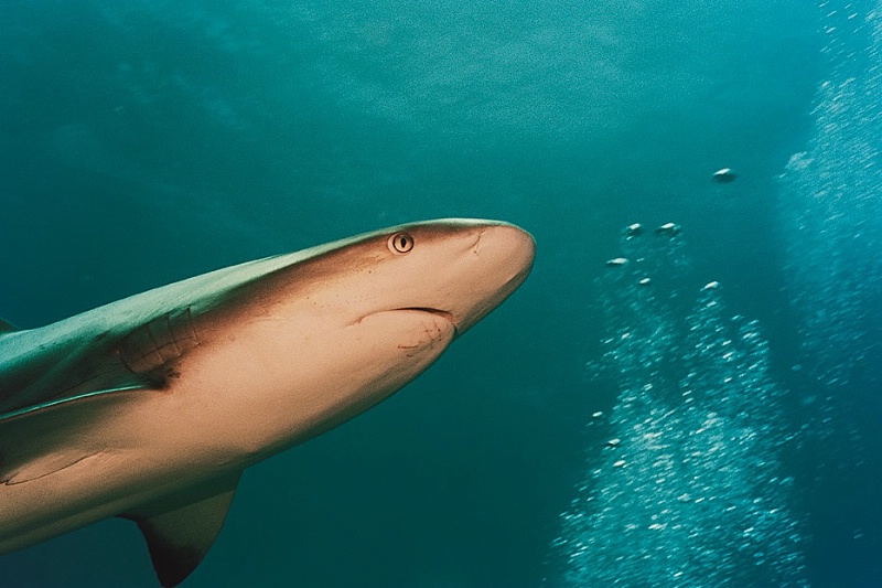 Carribean Reef Shark 