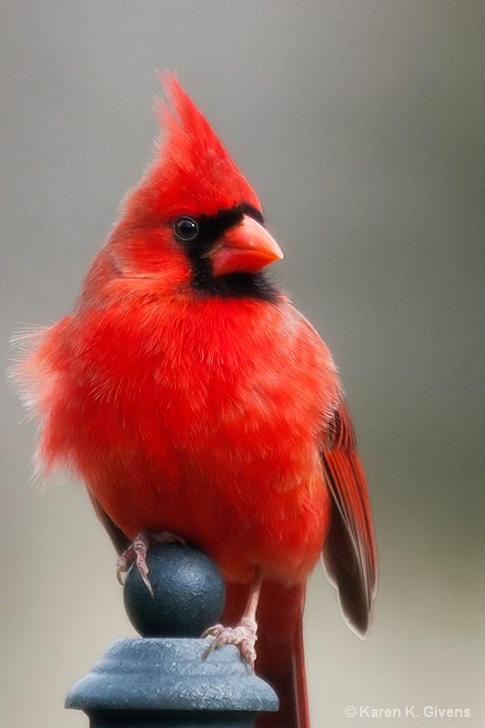 Red Cardinal