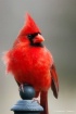 Red Cardinal