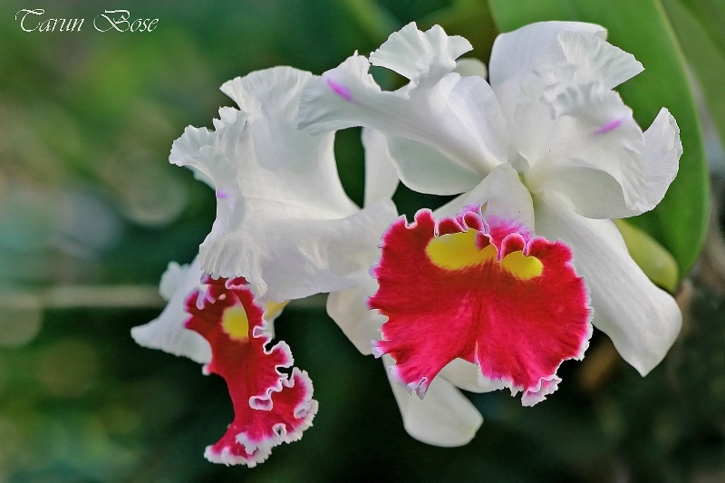 Beautiful Orchid # 03.