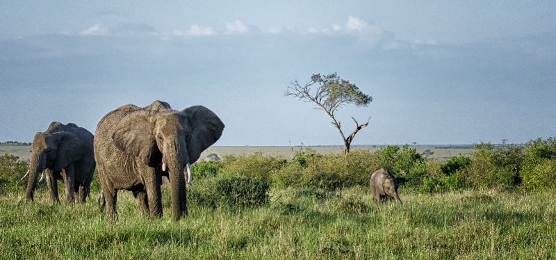 Elephants on the Masai Mara