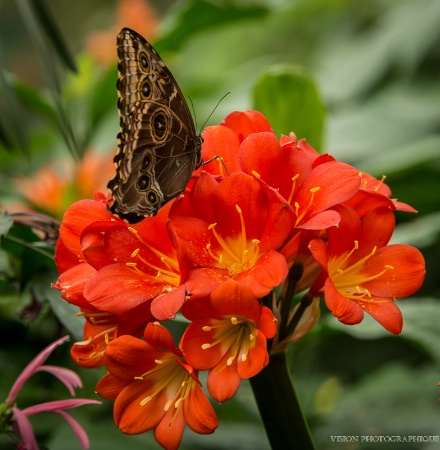 Butterflies Go Free 2013 at Botanical Gardens