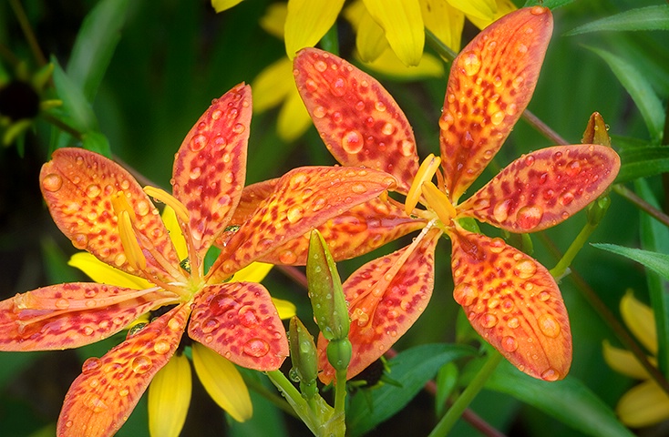 Blackberry Lily, Smoky Mountains NP - ID: 13712198 © Donald R. Curry