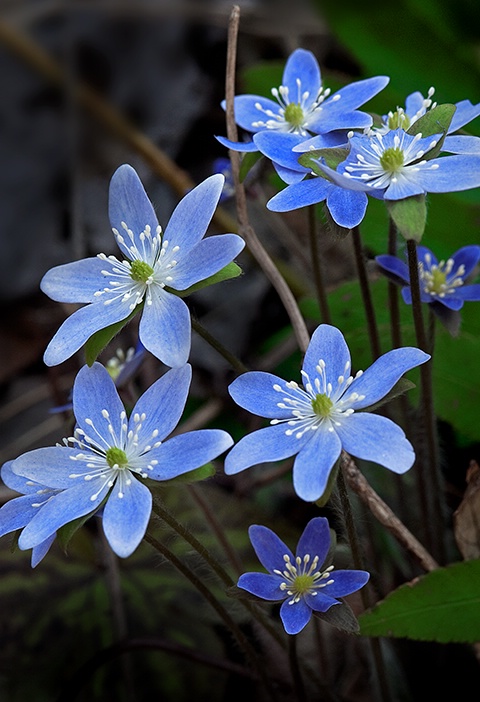 Blue Hepatica, Smoky Mountains NP - ID: 13712199 © Donald R. Curry