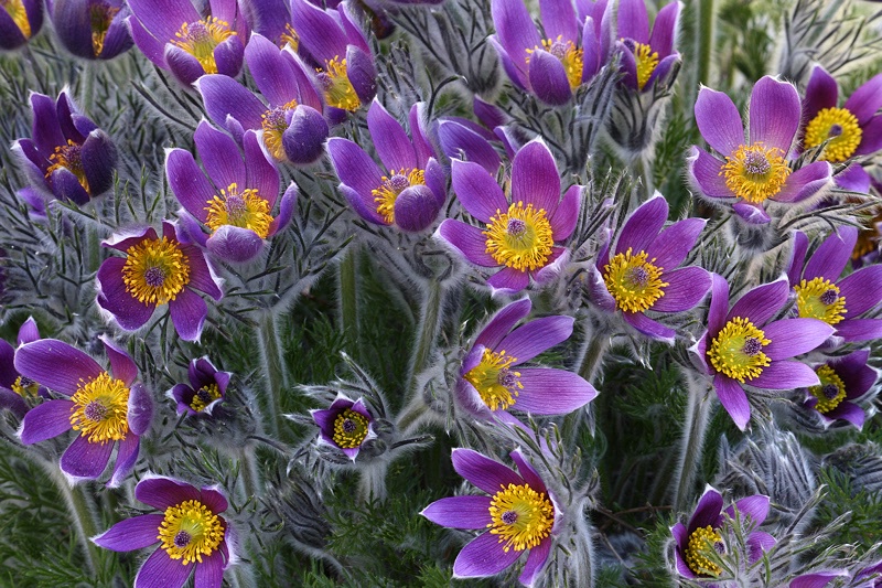 Pasque flowers #1