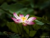 Beauty Lotus