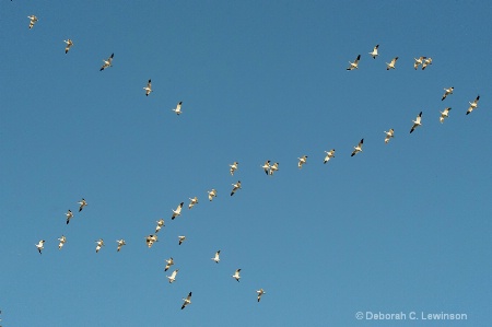 Snow Geese Formation