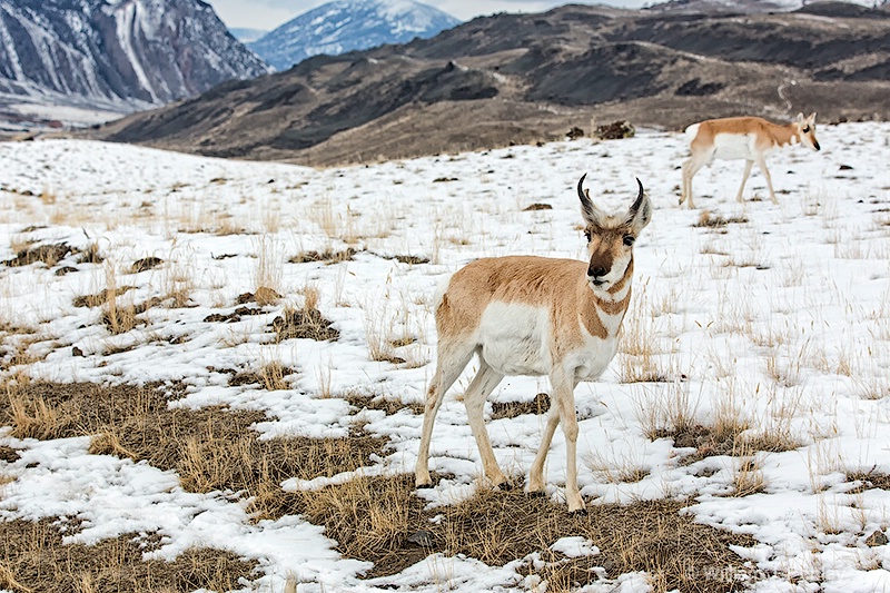 Pronghorn 98a5977 - ID: 13712567 © William J. Pohley