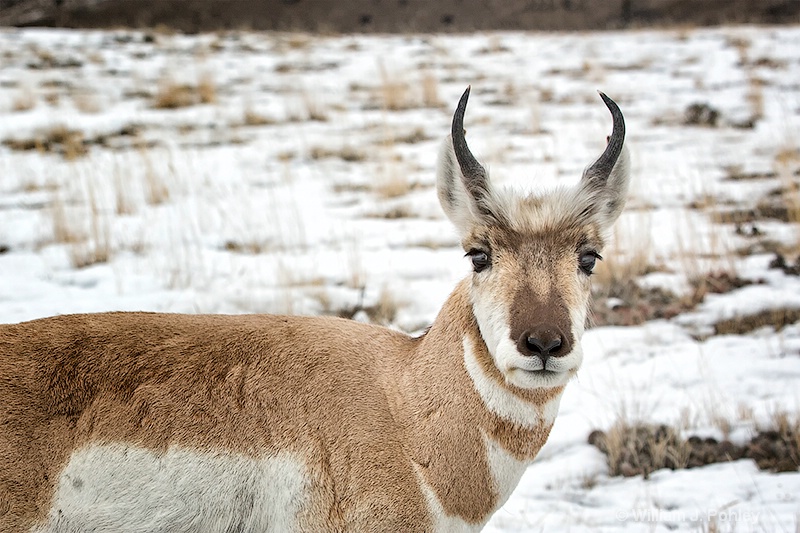 Pronghorn  98a5997 - ID: 13712568 © William J. Pohley
