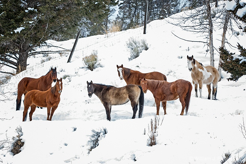 Horses 98a6002 - ID: 13712569 © William J. Pohley