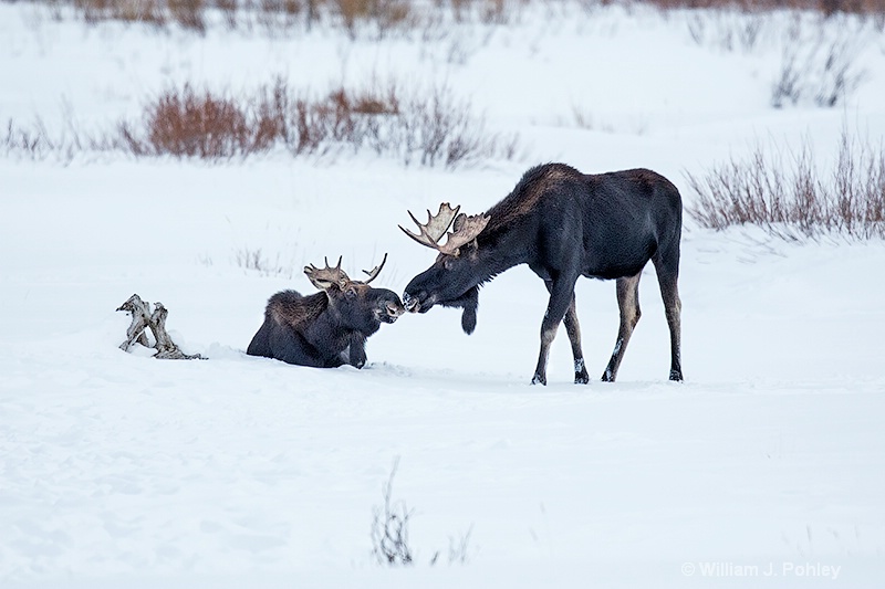 Moose smooch 98a6340 - ID: 13712570 © William J. Pohley
