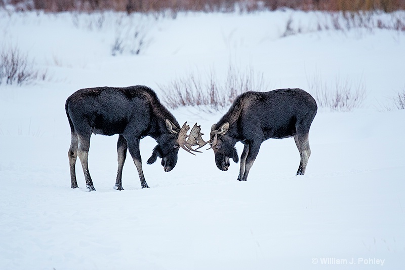  Bull moose sparring 98a6437 - ID: 13712571 © William J. Pohley