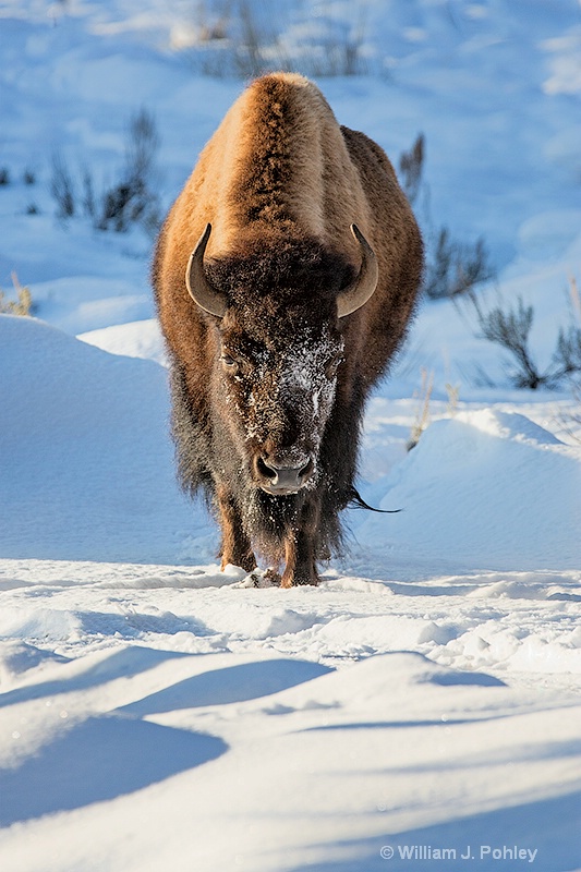 Bison  98a6648 - ID: 13712572 © William J. Pohley