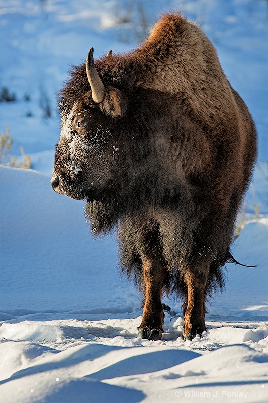 Bison  98a6664 - ID: 13712573 © William J. Pohley