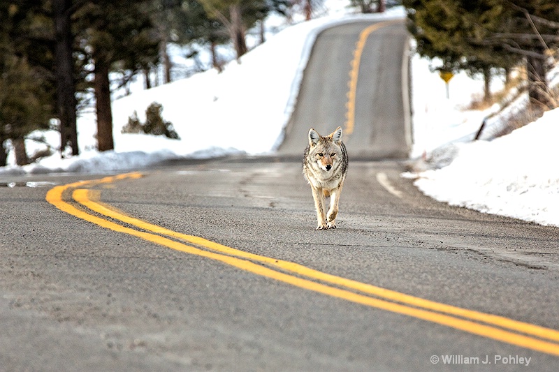  Coyote on road 98a6931 - ID: 13712574 © William J. Pohley