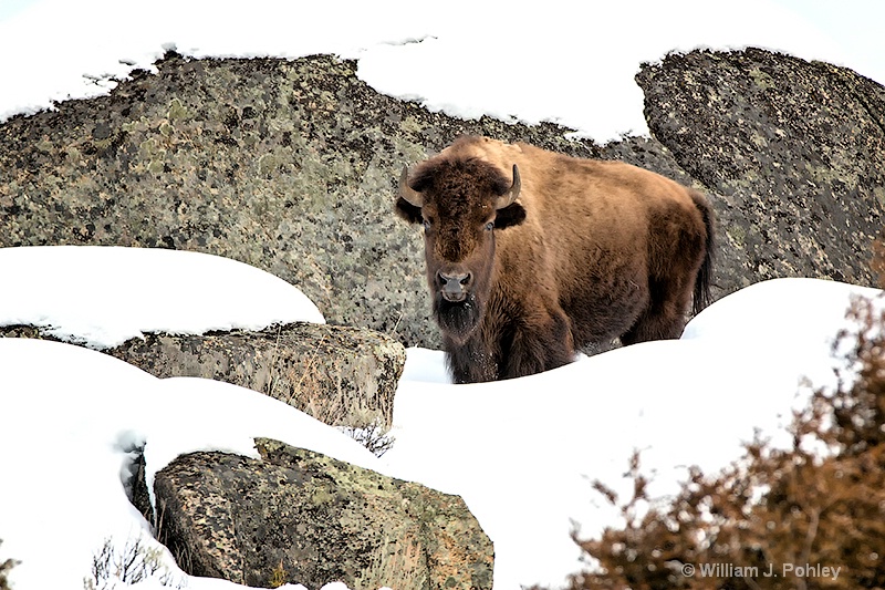 Bison  98a7026 - ID: 13712575 © William J. Pohley