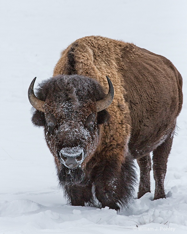 Bison  98a7114 - ID: 13712576 © William J. Pohley