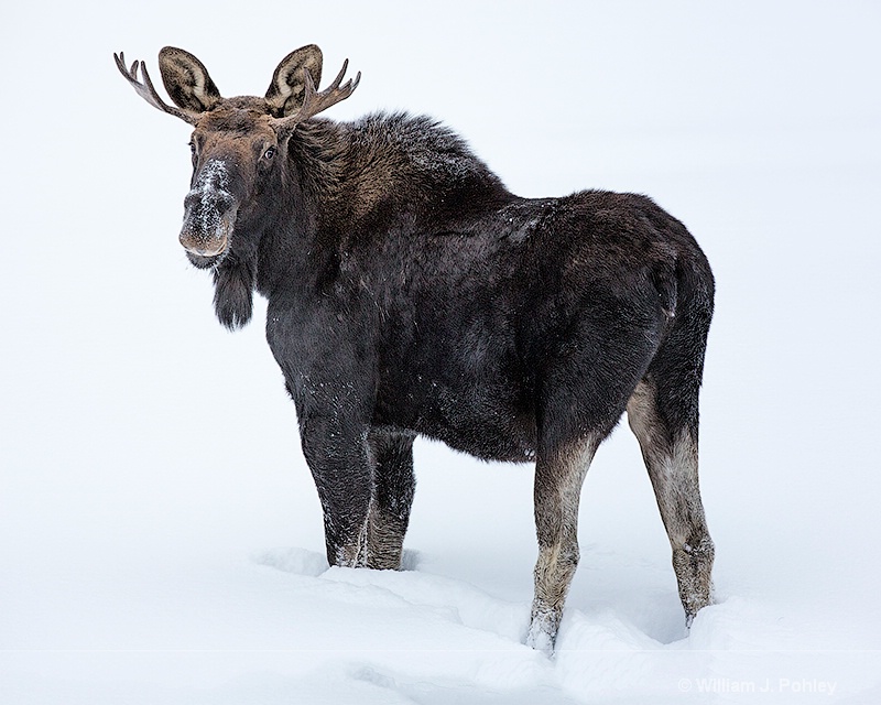 Bull moose 98a7130 - ID: 13712577 © William J. Pohley