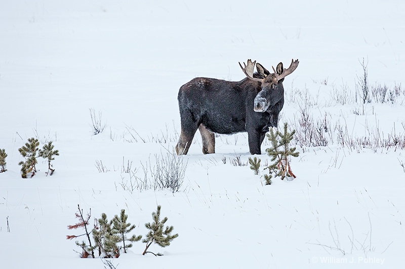 Moose 98a7165 - ID: 13712578 © William J. Pohley