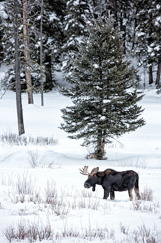  Moose 98a7240 - ID: 13712580 © William J. Pohley