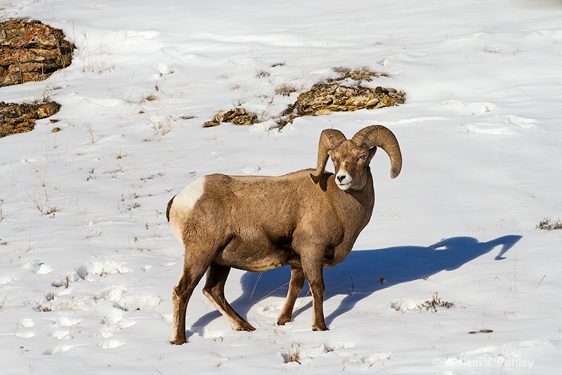 Bighorn Sheep Shadow mg 0368 - ID: 13712586 © William J. Pohley