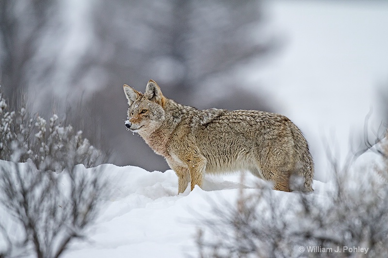 Coyote mg 0618 - ID: 13712590 © William J. Pohley
