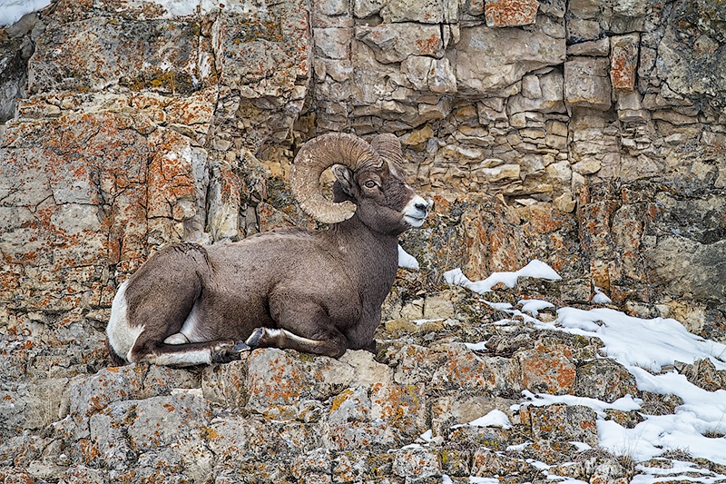 Bighorn Sheep mg 0750 - ID: 13712600 © William J. Pohley