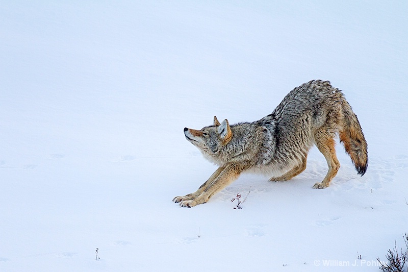 Coyote stretching - ID: 13712601 © William J. Pohley