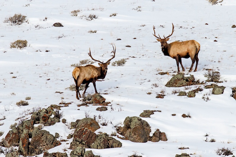 Bull Elk  mg 1214 - ID: 13712606 © William J. Pohley