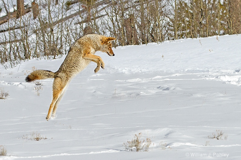 Hunting coyote 0450 c - ID: 13712608 © William J. Pohley