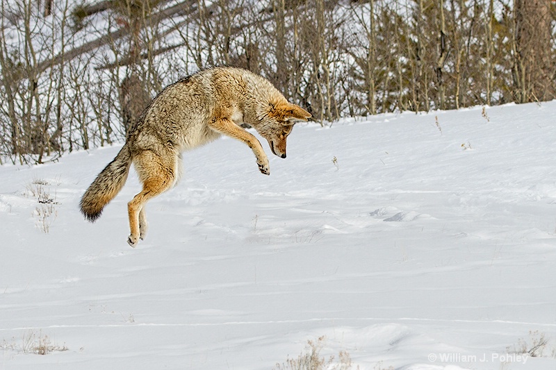 Hunting coyote 0452 c - ID: 13712610 © William J. Pohley