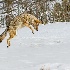 © William J. Pohley PhotoID # 13712610: Hunting coyote 0452 c