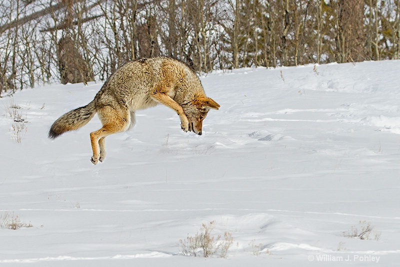Hunting coyote 0453 - ID: 13712611 © William J. Pohley