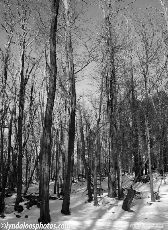 Trees in sunlight and shadows bw
