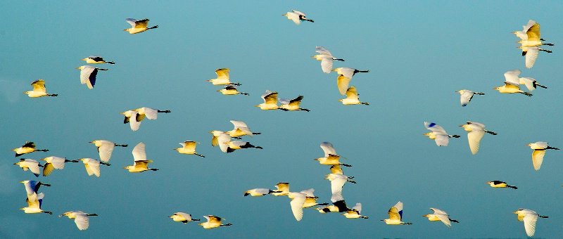 cattle egrets