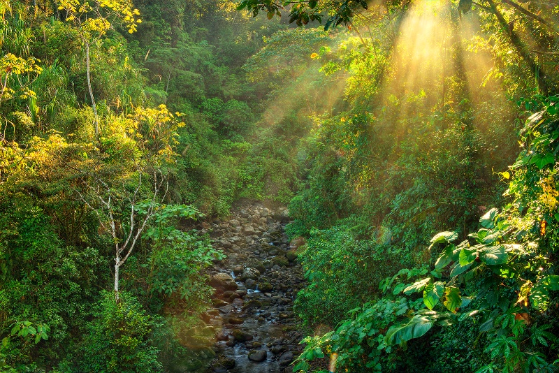 morning light 