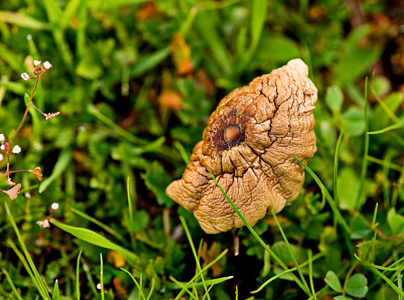 Wilted Mushroom