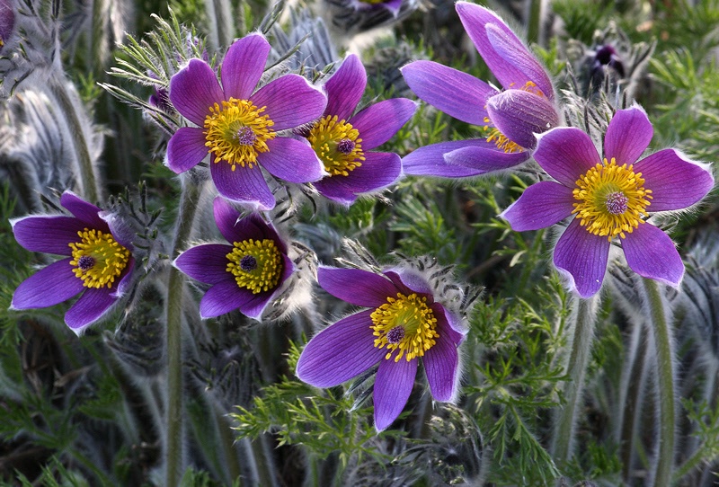 Pasque flowers #2