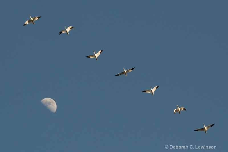 Snow Geese Over the Moon - ID: 13713686 © Deborah C. Lewinson