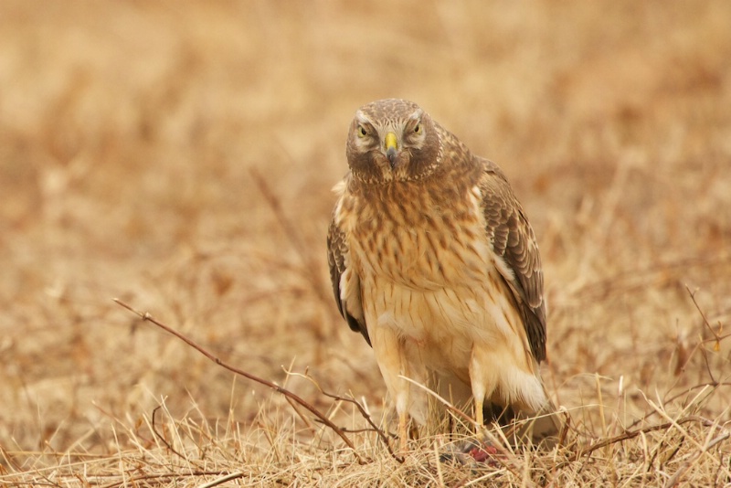 Female Northern Harrier - ID: 13714042 © Kitty R. Kono